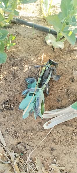 المرض ده اي بظبط بدا يظهر عندي وكتير افيدوني